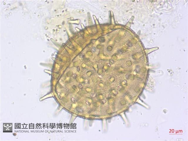 山芙蓉、臺灣山芙蓉、狗頭芙蓉藏品圖，第2張