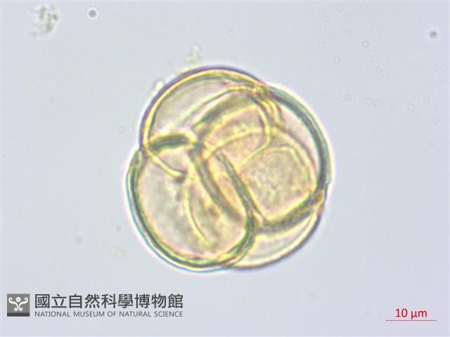 日本鹿蹄草藏品圖，第2張