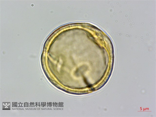 穗花樹蘭藏品圖，第2張