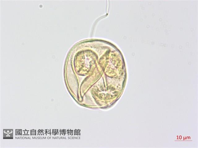 心葉露珠草藏品圖，第2張