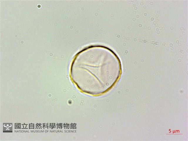 蠍子草藏品圖，第2張