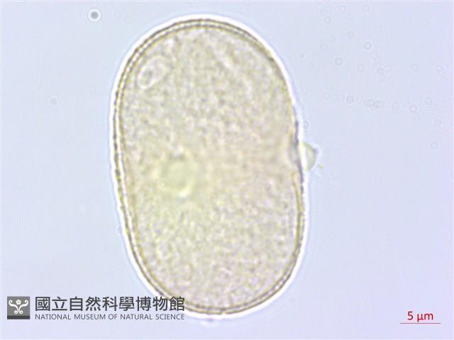 萵木藏品圖，第2張