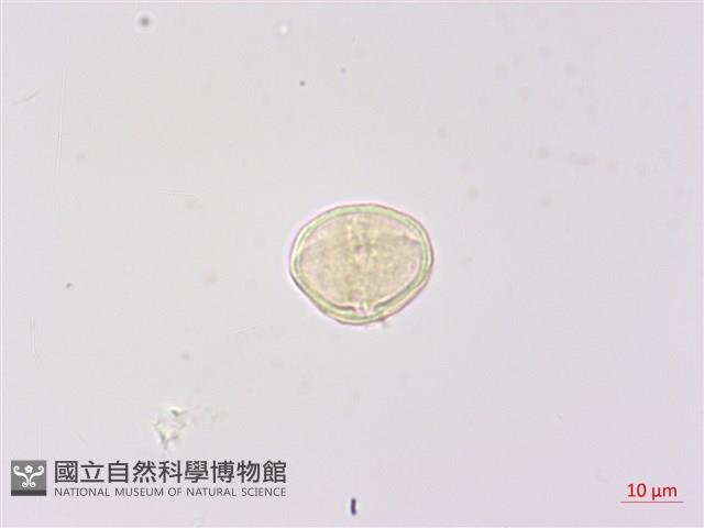 北柴胡藏品圖，第2張