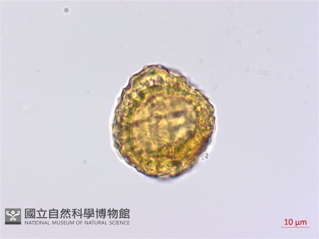 臺灣青木香藏品圖，第3張