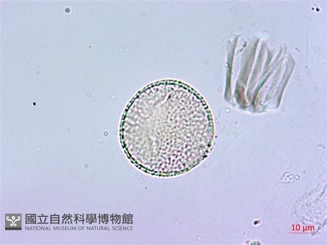 鵲不踏藏品圖，第3張