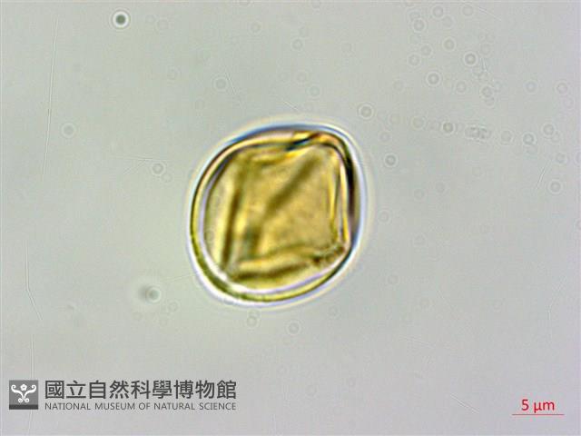 毛果柃藏品圖，第2張