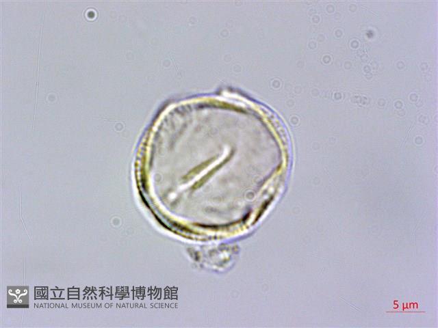 福建賽衛矛、福建假衛矛藏品圖，第2張