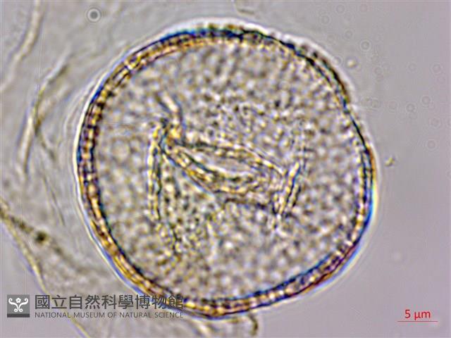 水辣菜、禺毛茛藏品圖，第2張