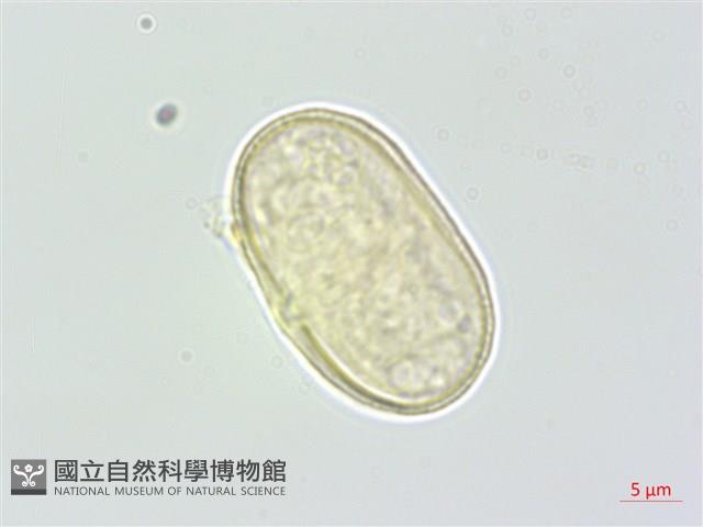 濱當歸藏品圖，第2張