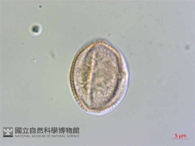 竹葉椒藏品圖，第2張