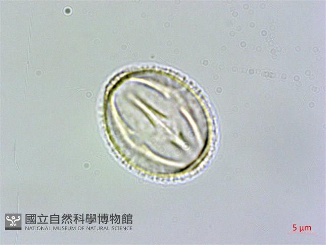 紅子莢迷藏品圖，第3張