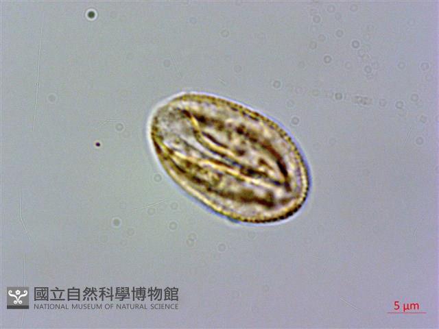 俄氏草、台閩苣苔藏品圖，第2張