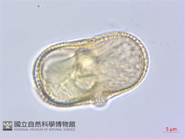 牛防風藏品圖，第2張