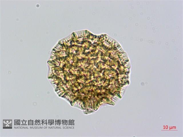 紫苞蓼藏品圖，第2張