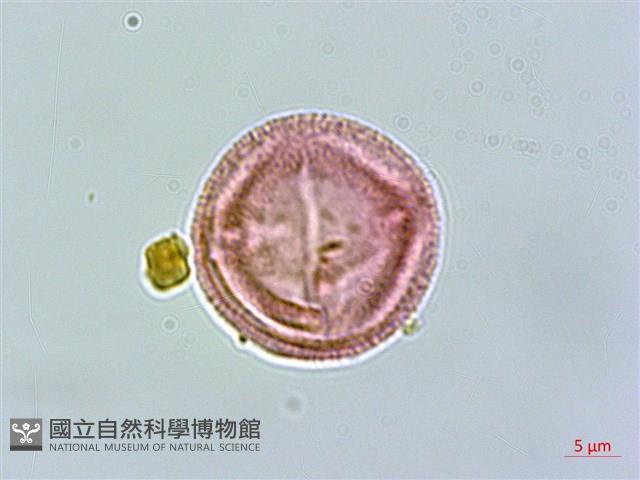 小仙丹花藏品圖，第2張