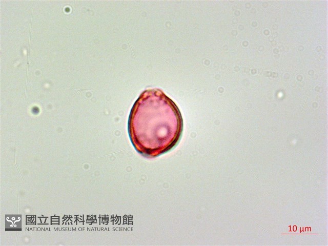 呂宋毛蕊木藏品圖，第3張