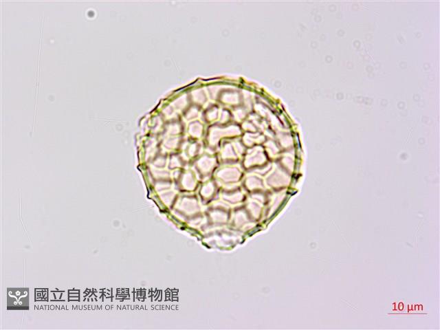 小葉豇豆藏品圖，第2張