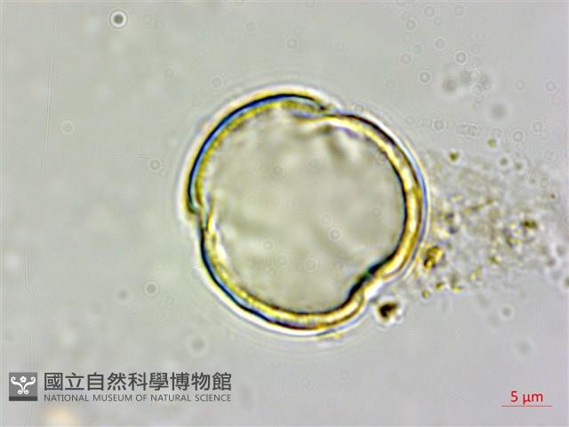 毽子椆藏品圖，第3張