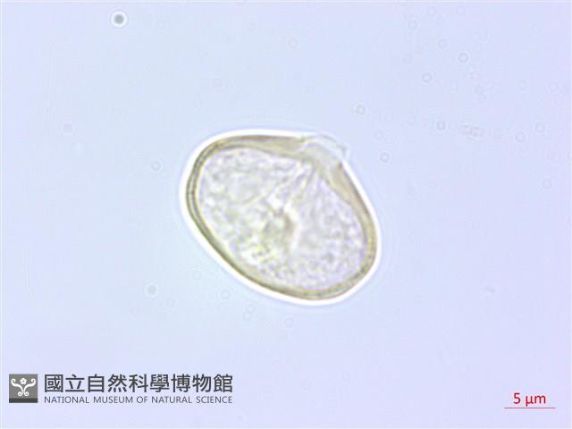 登錄號:S137720藏品圖，第2張