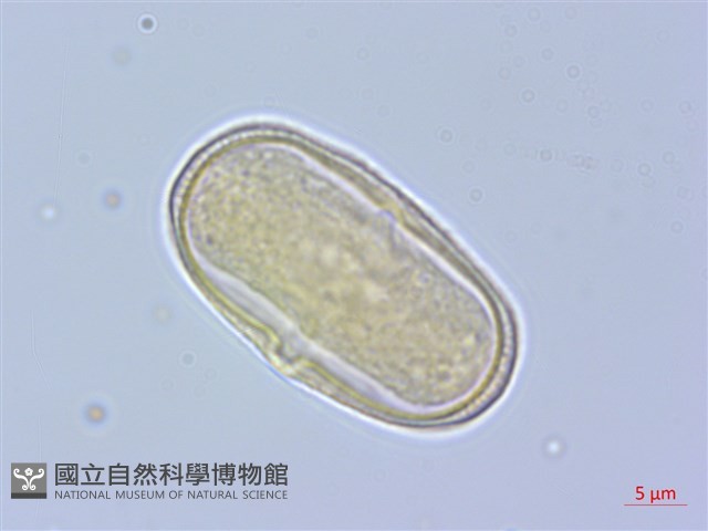 黑水當歸藏品圖，第2張