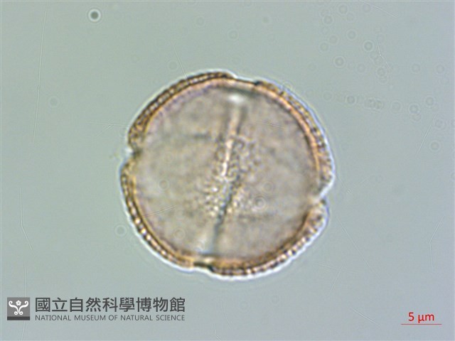 枳殼、枸橘藏品圖，第2張