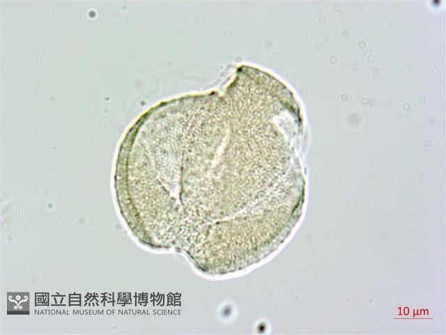中原氏鬼督郵藏品圖，第3張