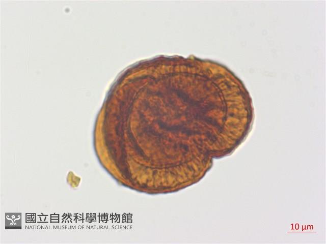 臺灣腫足蕨藏品圖，第2張