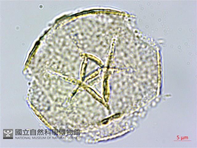 密花黃菫藏品圖，第2張