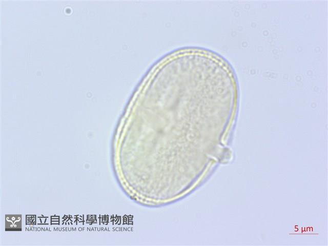 長鞘獨活藏品圖，第2張