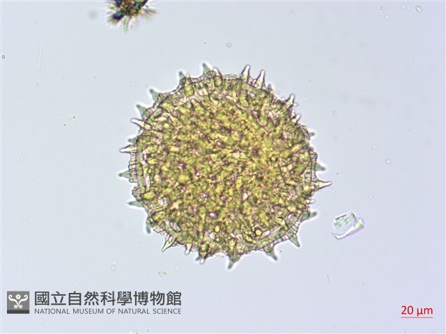 銳葉牽牛藏品圖，第3張