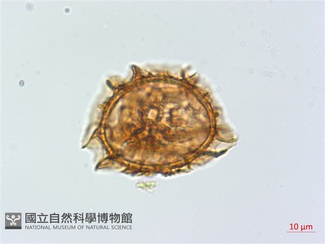 萊氏鐵角蕨藏品圖，第3張