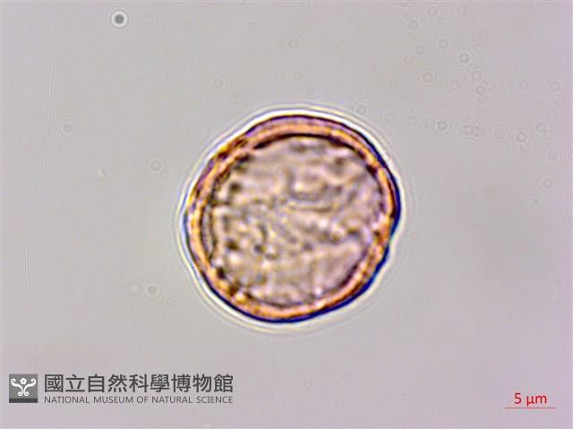 小白頭翁、野棉花藏品圖，第3張