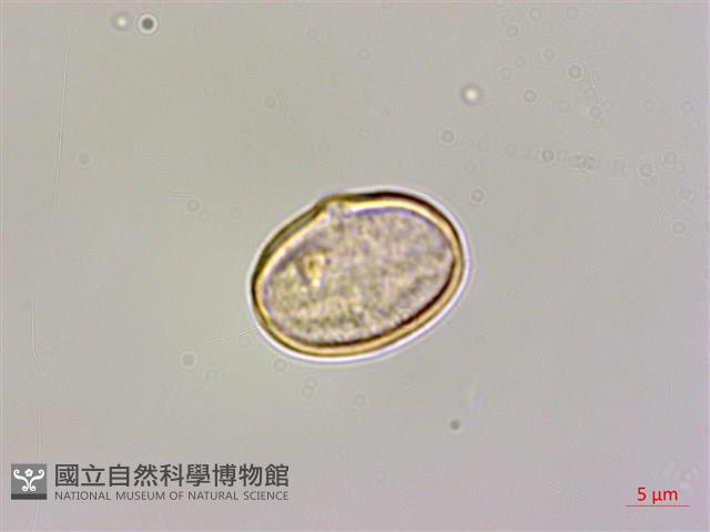 臺灣秋海棠藏品圖，第2張