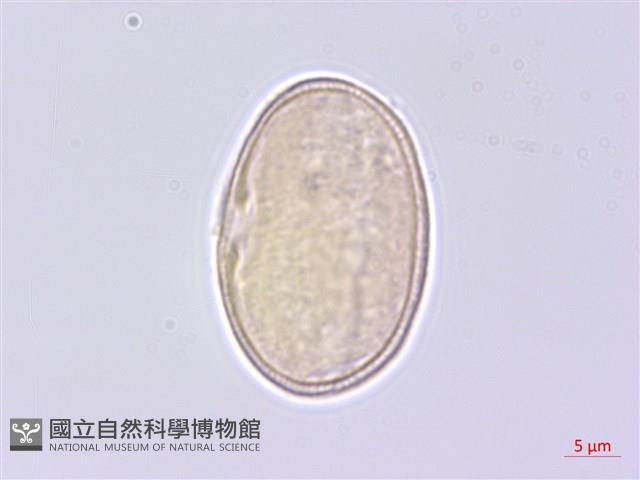 水芹藏品圖，第2張