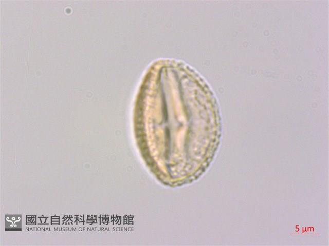 香皮樹藏品圖，第2張