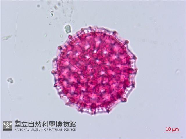 臺灣蒺藜藏品圖，第2張