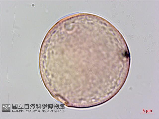 沙楠子樹藏品圖，第2張