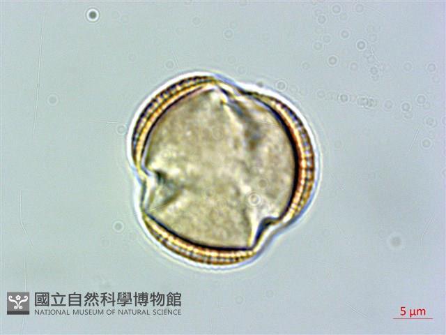 Accession Number:S057921 Collection Image, Figure 3, Total 6 Figures