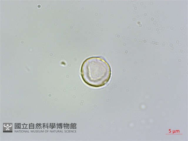 青苧麻藏品圖，第2張