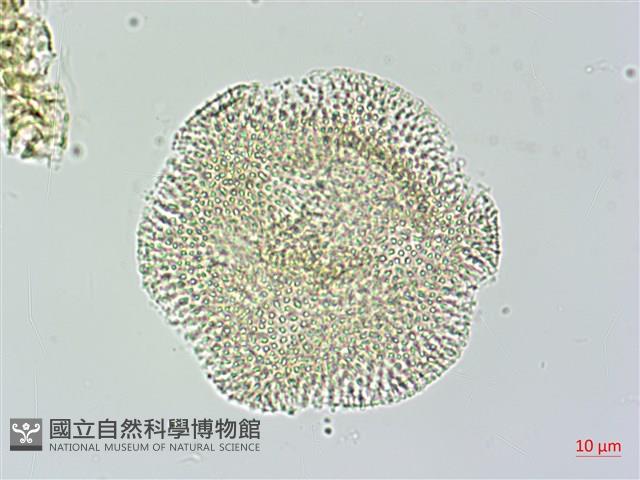 娥房藤藏品圖，第3張