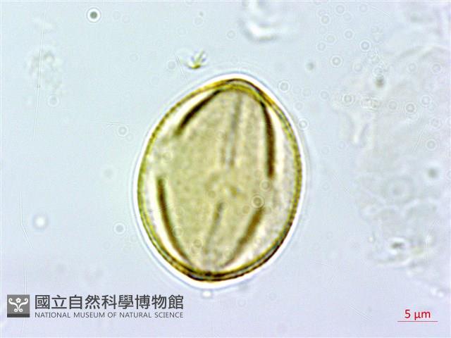 能高金絲桃藏品圖，第2張