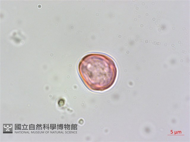 蘭嶼樹蘭藏品圖，第3張