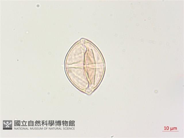 燈籠草藏品圖，第3張