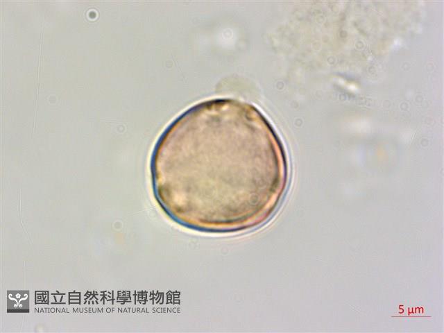 大黃鱔藤藏品圖，第2張