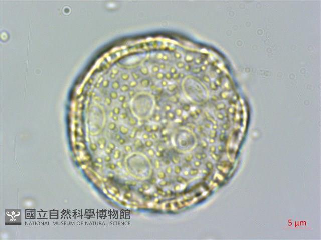 雞冠花藏品圖，第3張