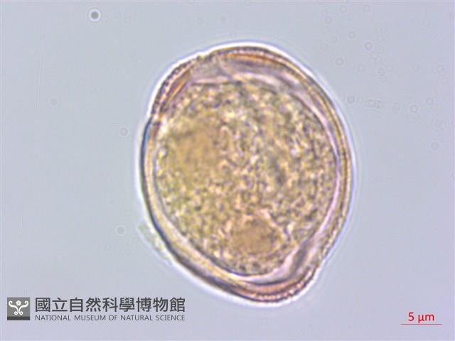 樟葉槭, 飛蛾子樹藏品圖，第2張