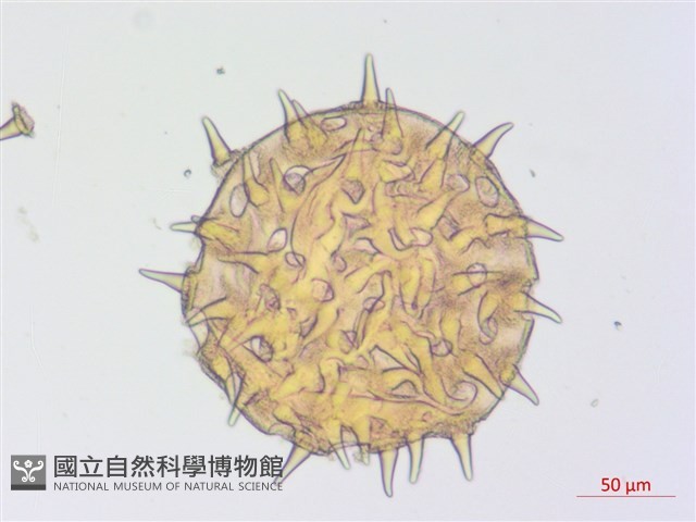 黃蜀葵, 蘭嶼香葵藏品圖，第2張