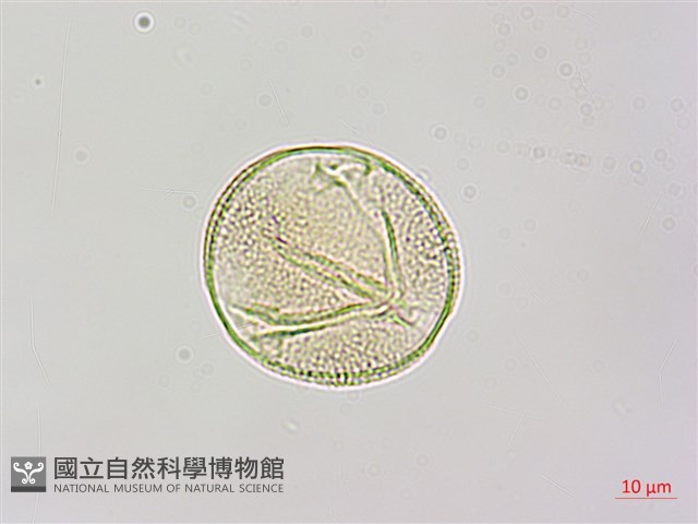 馬交兒藏品圖，第3張