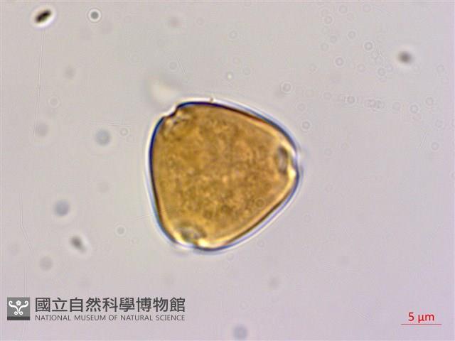 多花勾兒茶, 多花黃鱔藤藏品圖，第2張