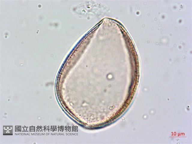 番仔林投藏品圖，第3張